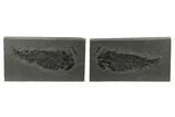 Devonian Lobe-Finned Fish (Osteolepis) Pos/Neg - Scotland #177083-1